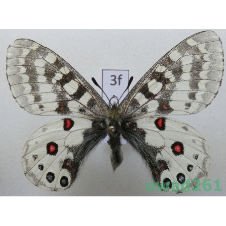 Parnassius orleans subsp. janseni Bang-Haas, 1938 China3f